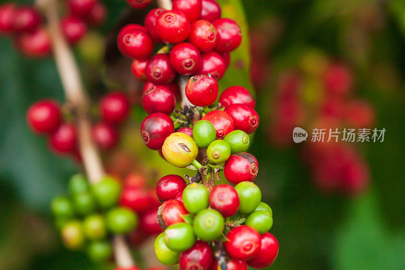 在博拉文高原(Bolaven Plateau)的咖啡农场，新鲜的阿拉比卡(Arabica)咖啡浆果在树上，这里是咖啡种植者的乌托邦。有机农场。巴色、老挝。特写镜头。柔和的阳光。多雨的季节。